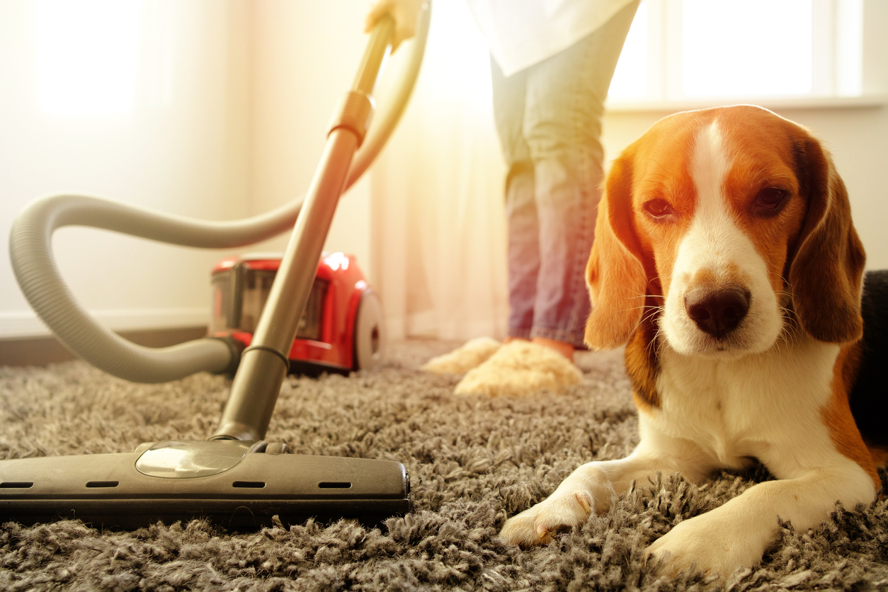 carpet cleaning with dog